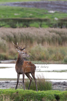 Red Deer images by Betty Fold Gallery